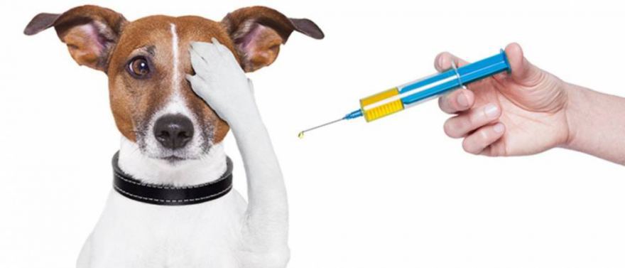 Tira dúvidas - Como e quando vacinar meu pet?